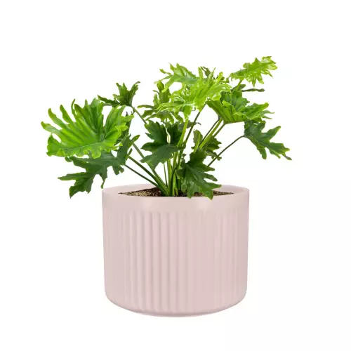 Filodendron postrzępiony w donicy LEO33 różowy mat