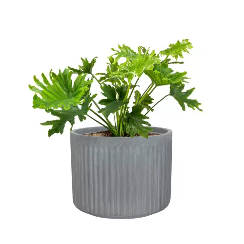 Filodendron postrzępiony w donicy LEO33 szary beton