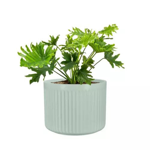 Filodendron postrzępiony w donicy LEO33 szałwiowy mat