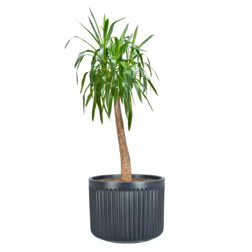 Juka w donicy LEO37 antracyt mat