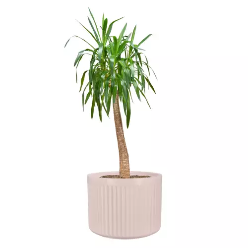 Juka w donicy LEO37 różowy mat