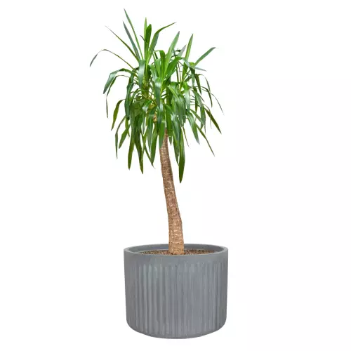 Juka w donicy LEO37 szary beton