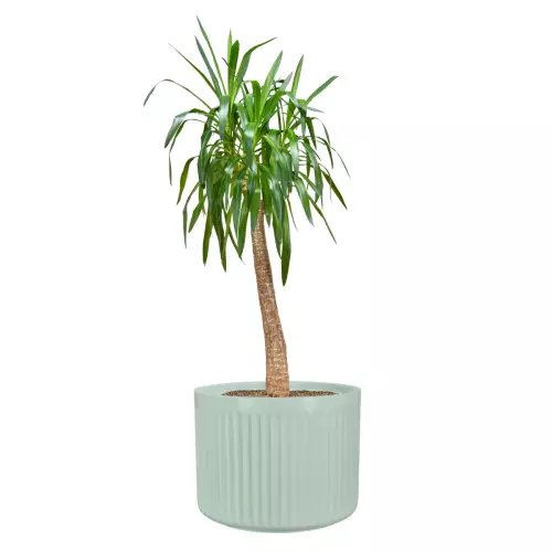 Juka w donicy LEO37 szałwiowy mat