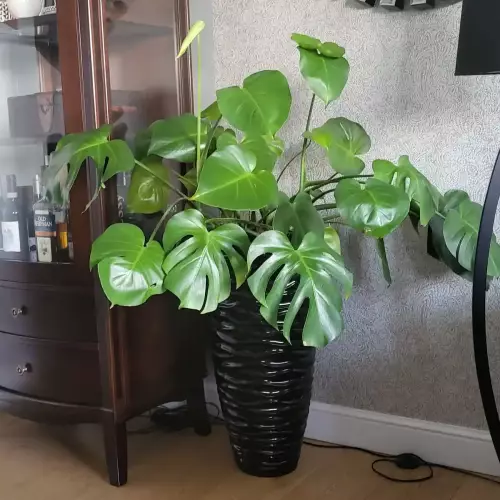 Monstera dziurawa w donicy D7087C w kolorze czarny połysk