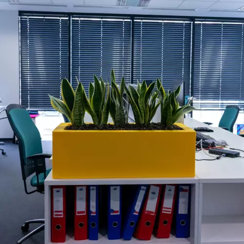 Sansevierie w żółtej donicy Office Pot na szafce biurowej