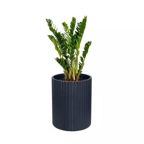 Zamiokulkas w donicy RC50 antracyt mat