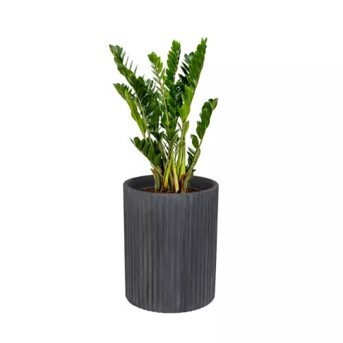 Zamiokulkas w donicy RC50 grafitowy beton