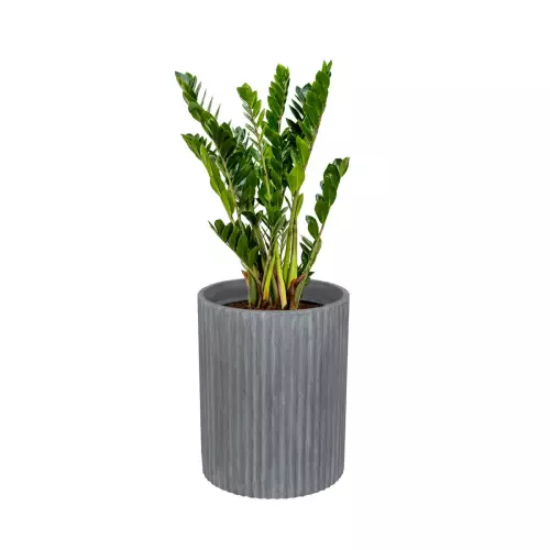 Zamiokulkas w donicy RC50 szary beton