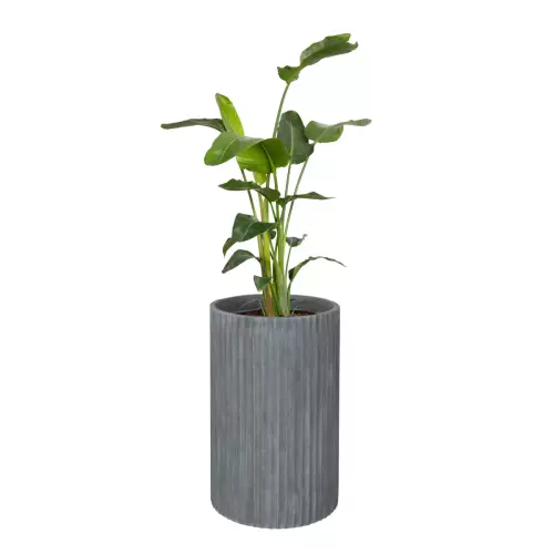 Strelicja w donicy RC65 szary beton