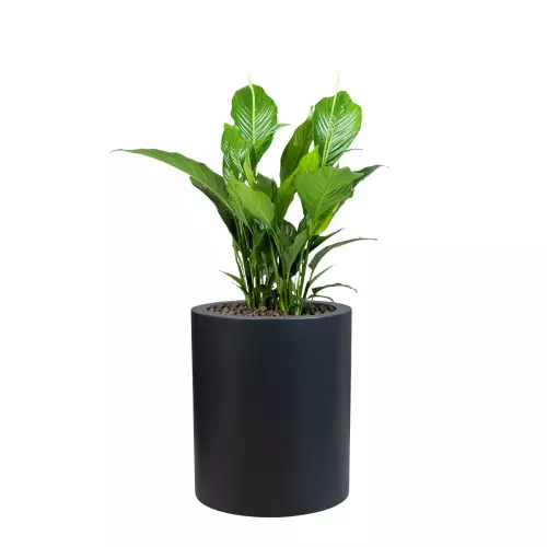 Skrzydłokwiat sensation w antracytowej donicy D901N