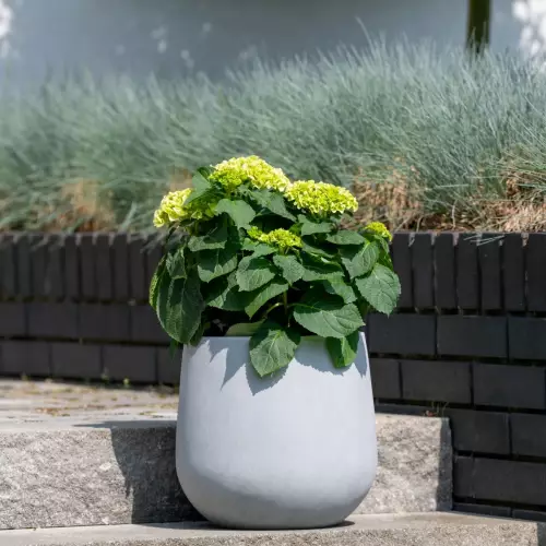 Hortensja w donicy SQ30 szary beton