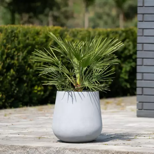 Palma karłatka w donicy SQ40 szary beton