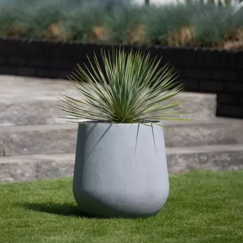 Juka rostrata w donicy SQ50 Ø48x50 cm szary beton