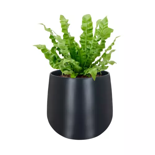 Języcznik w donicy SQ30 antracyt mat