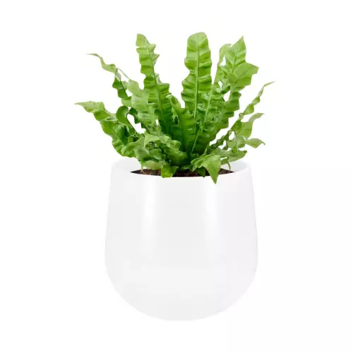 Języcznik w donicy SQ30 biały mat