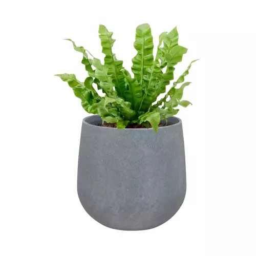 Języcznik w donicy SQ30 szary beton