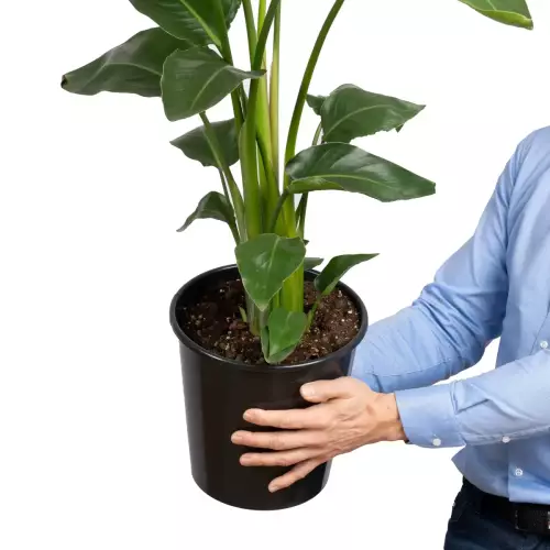 Wkład jako wewnętrzna donica