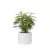 Araukaria w donicy D101A biały połysk