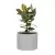 Fikus robusta w donicy ZADORA Classic D101A szary beton