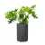 Filodendron w donicy D101C grafitowy beton