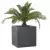 Palma phoenix w donicy D92C grafitowy beton