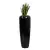 Sansevieria Laurenti w czarnej donicy D982H