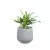 Aglaonema w donicy SQ30 szary beton