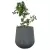 Fikus bonsai w donicy SQ50 grafitowy beton
