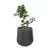 Fikus bonsai w donicy SQ50 antracyt mat