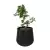 Fikus bonsai w donicy SQ50 czarny piaskowiec