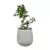 Fikus bonsai w donicy SQ50 szary beton