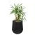 Juka w czarnej matowej donicy SQ65 Ø57x65 cm