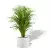 Palma Areca w donicy D101A biały połysk
