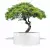 Biała donica D901GD z drzewkiem stylizowanym na bonsai