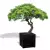Czarna donica D992F z drzewem bonsai