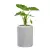 Alokazja w donicy AMBIENTE 60 szary beton