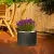 Lawenda w donicy D101A grafitowy beton Lawenda w donicy D101A grafitowy beton