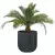 Palma w donicy BOLLA 60 w kolorze antracyt mat