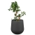 Fikus bonsai w donicy SQ50 czarny piaskowiec