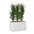 Fikusy w białej donicy D272S 60x31x35 cm