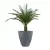 Palma w antracytowej donicy D280C śr. 60 cm, wys. 60 cm