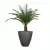 Palma w szarej matowej donicy D280C śr. 60 cm, wys. 60 cm