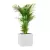 Palma Areca w białej donicy D92A 31x31x31 cm