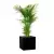 Palma Areca w czarnej kwadratowej donicy D92A 31x31x31 cm