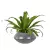 Asplenium w doniczce PAUNCH 17 antracyt mat
