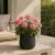 Pelargonie w donicy SQ30 czarny piaskowiec
