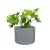 Filodendron postrzępiony w donicy LEO33 szary beton