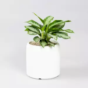 Aglaonema silverbay, donica do biura, roślina do biura