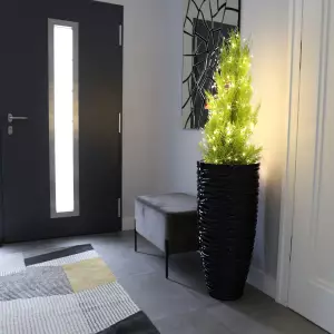 Cyprys Goldcrest w czarnej donicy D7087D