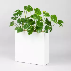 monstera deliciosa, donica do biura, roślina do biura